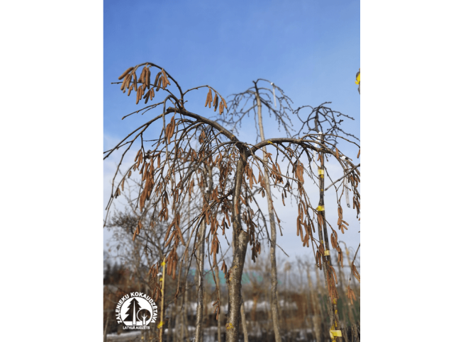 Corylus avellana   'Pendula'
